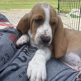 Basset Hound Puppies from K&B Farms & Bassets
