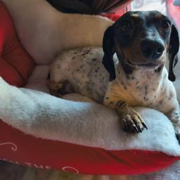 Dutton - Dachshund