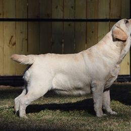 Labrador Retriever All Grown Up from Tamerlane Labradors