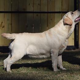 Labrador Retriever All Grown Up from Tamerlane Labradors
