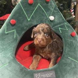 Boy 5 - male Aussiedoodle puppy in Mouth Of Wilson, Virginia from HoneyBunn Doodle Co.