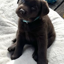 Labrador Retriever Puppies from Sula Peak Water Dogs LLC