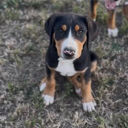 Teal girl - Black, white and red female Greater Swiss Mountain Dog puppy in Woodland, Washington from Woodland Swissie’s
