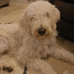 Labradoodles from Texas Rose Doodles