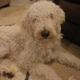 Labradoodles from Texas Rose Doodles