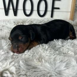 Boston cream - Black and tan male Dachshund puppy in Payette, Idaho from NT Mini Doxies