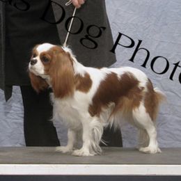 Trudy - Cavalier King Charles Spaniel