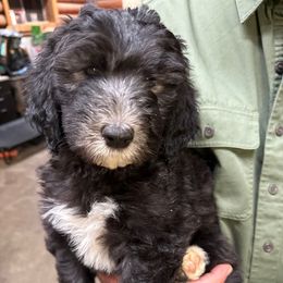 Samantha purple collar - Black and white female Sheepadoodle puppy in Eleva, Wisconsin from Molly’s Doodles