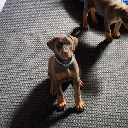 Doberman Pinscher Puppies from Jensen Dobermans