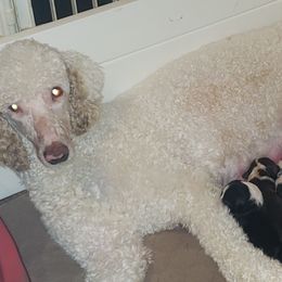 Aussiedoodles and Poodles from Pawsitive Foothills Pooches