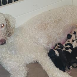Aussiedoodles and Poodles from Pawsitive Foothills Pooches