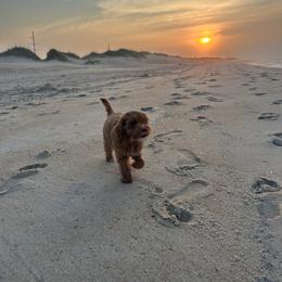 Anastasia, now BEAN - Apricot female Goldendoodle puppy in Lillington, North Carolina from Peace, Love, and Puppies at the Creek