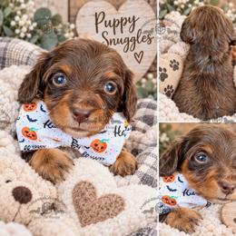 Mr. Red-2600 - Chocolate and tan male Dachshund puppy in Sparr, Florida from From the Heart Doxies