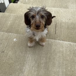 Sunny - Dapple male Dachshund puppy in Cave City, Kentucky from Mammoth Cave Dachshunds