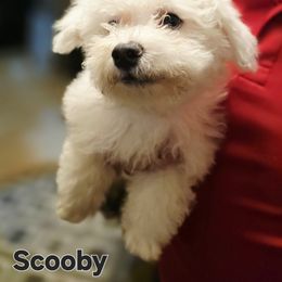 Bichon Frise Puppies from Abbott Animals
