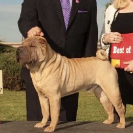 Chinese Shar-Pei and Lakeland Terriers from Alejandro Gonz's Chinese Shar-Pei and Lakeland Terriers