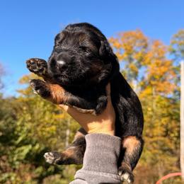 Sweetie - Black and red male German Shepherd puppy in Virginia from Stahlhaus ( Previously Buffelbach Farmstead Shepherds)