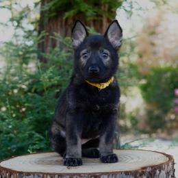 Cali - Sable female German Shepherd puppy in Coarsegold, California from Yosemite Shepherds