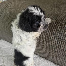 Male Three - Black & white male Maltipoo puppy in Chariton, Iowa from Mia Lucky Home