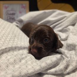 Anna - Chocolate female Dachshund puppy in Las Piedras from New Empire Kennels