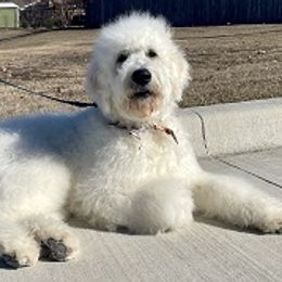 Goldendoodles and Sheepadoodles from Fort Worth Doodle Company