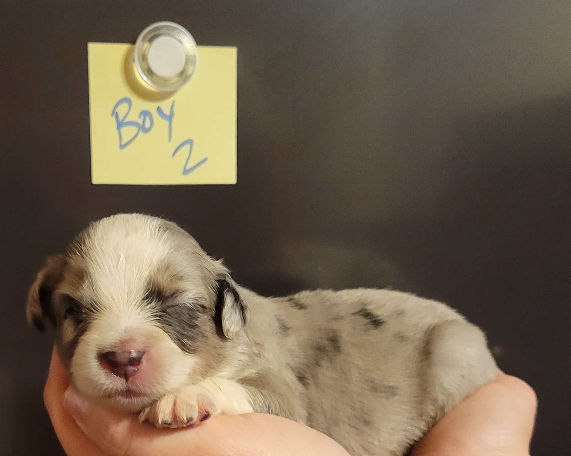 Miniature Australian Shepherd Puppies from TC Farms Stock Dogs