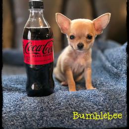 Bumblebee - Fawn male Chihuahua puppy in Demorest, Georgia from Sourpatch Chihuahuas