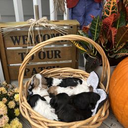 Shih Tzus from Sarver Family Farm Shih tzus of NC