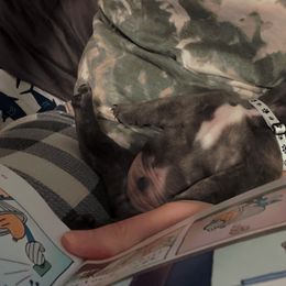 French Bulldog Puppies from Divine Crown French Bulldogs