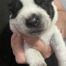 -Boy 1 - Blue male Australian Cattle Dog puppy in Kaufman, Texas from Emberwick Ranch