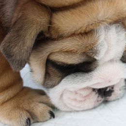 English Bulldog Puppies from Our House Of Treasures