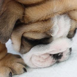 English Bulldog Puppies from Our House Of Treasures