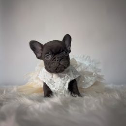 MiMi - Liver female French Bulldog puppy in Porter, Texas from Whatabulldog
