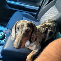 Levi - Dachshund