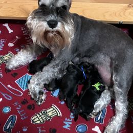 Miniature Schnauzer puppies from Majestically Made