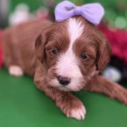 Tide - Red  female Goldendoodle puppy in Decatur, Tennessee from Diamond's Doodles