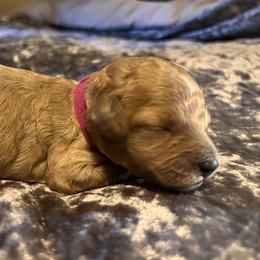 Girl 3 - Red female Cavapoo puppy in Pendleton, Oregon from Columbia Basin Cavapoos