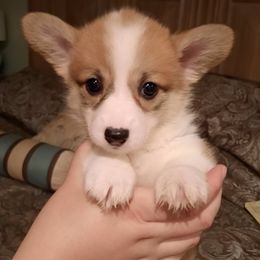 Pembroke Welsh Corgi Puppies from Iron Moss Ranch