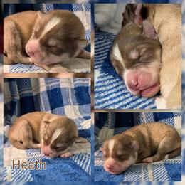 Heath - Red and white male Siberian Husky puppy in Coshocton, Ohio from Wyant Farms