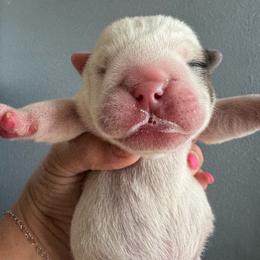 Luigi - Red and white male Bulldog puppy in Fayettville Ar, Arkansas from Ozark Bulldogs and doodles