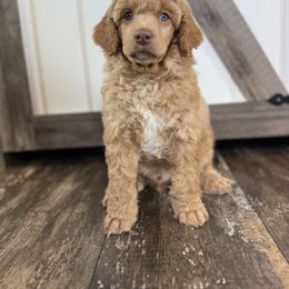 Poodle Puppies from The Peaks Premium Poodles