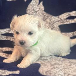 Male Green Collar - White male Maltese puppy in Cisco, Texas from Fancy Pants Maltese