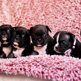 French Bulldog Puppies from FrenchieBnB