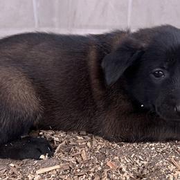 Purple - Fawn sable female Belgian Malinois puppy in Ellerbe, North Carolina from Grand Prix Kennel