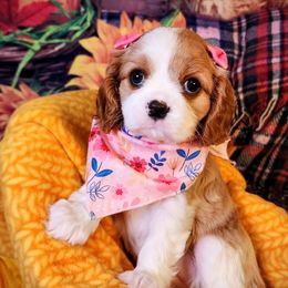 Mabel - Blenheim female Cavalier King Charles Spaniel puppy in Clinton, South Carolina from Empire Hills Cavaliers
