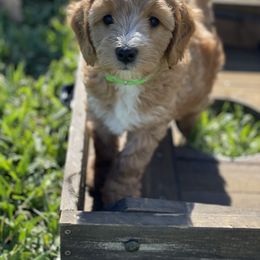 Goldendoodle Puppies from Salty River Doodles
