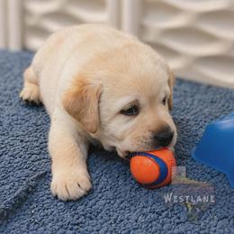 Green boy - Yellow male Labrador Retriever puppy in Nacogdoches, Texas from Westlane Dogs