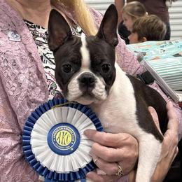 CH Pepper - Boston Terrier