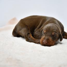 Male 5 red and rust - Red and rust male Doberman Pinscher puppy in Spokane Valley, Washington from Black Star Dobermans