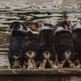 Pembroke Welsh Corgi Puppies from Bear Creek Corgis
